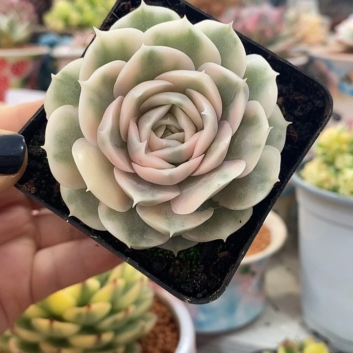 破**蝶盎司诺单头00000003