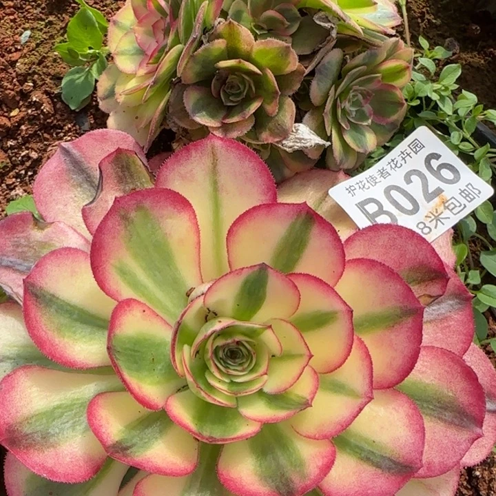 多肉法师塔波福利