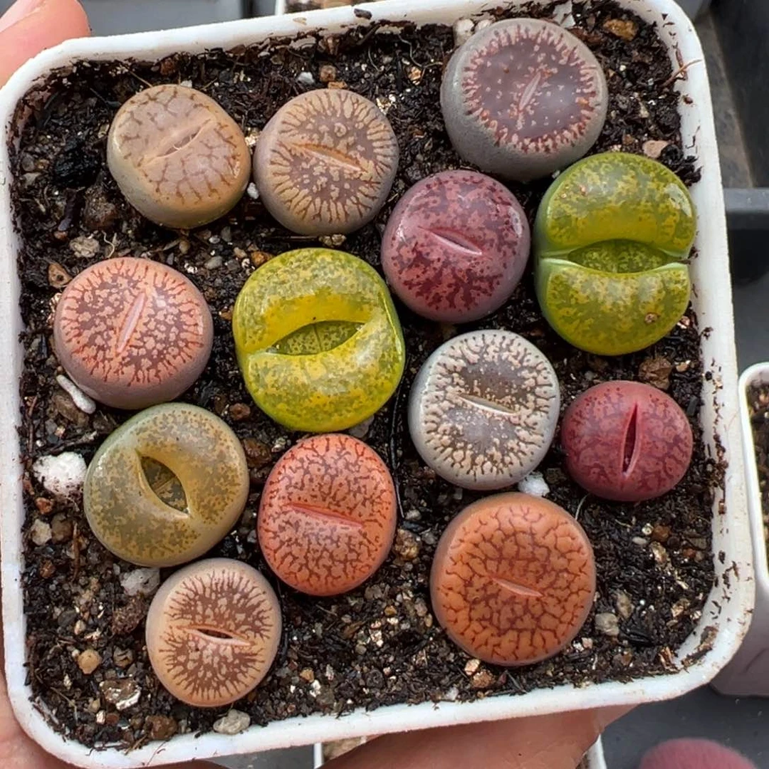 1.25好看的多肉541