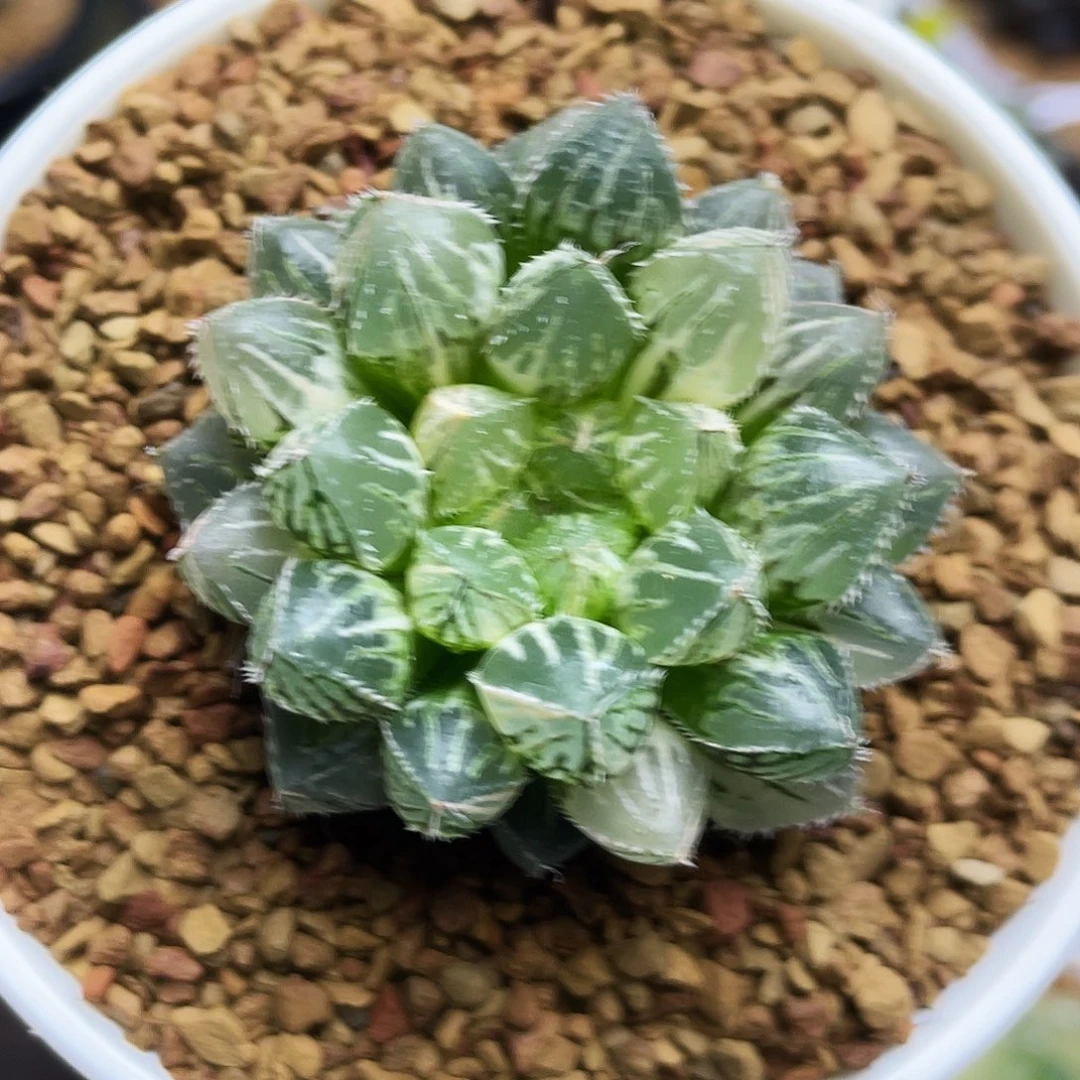 楼兰玉露锦十二卷多肉