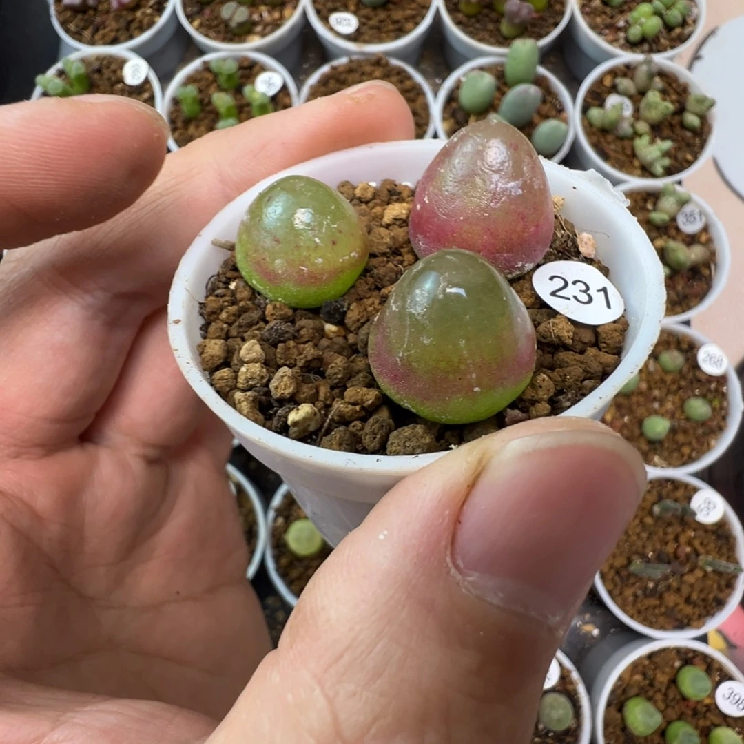 灯泡一颗脱土2310000