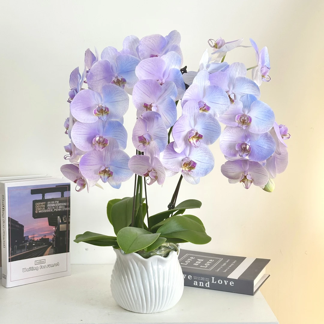 【极光】马卡龙蝴蝶兰鲜花精致组盆 喷色工艺开花株