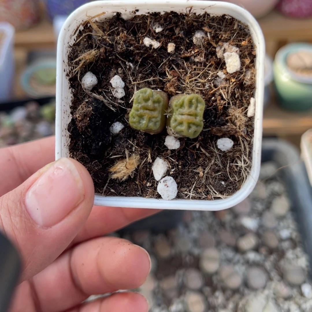 多肉植物一物一拍47