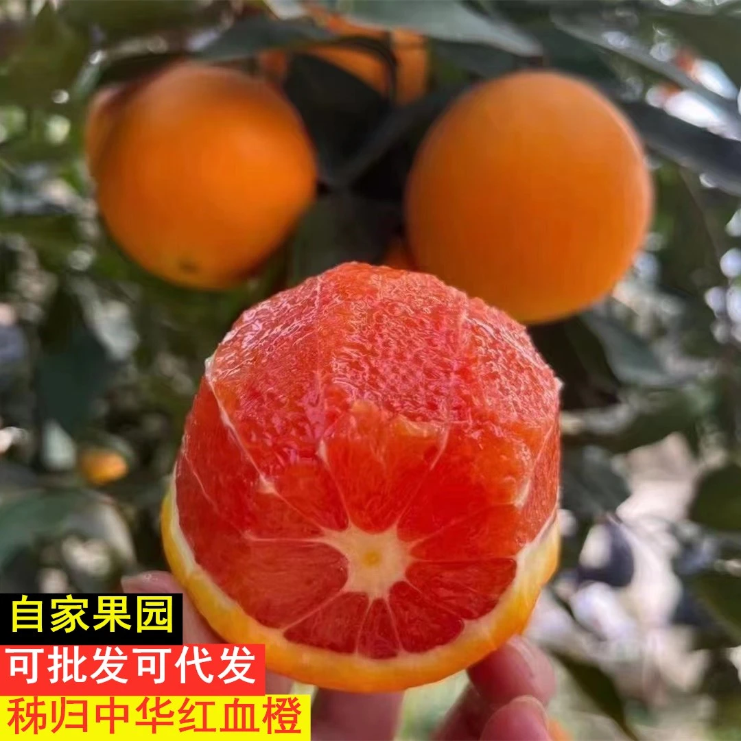【商超品质】湖北特产高山血橙产地直发果园现摘现发酸甜可口