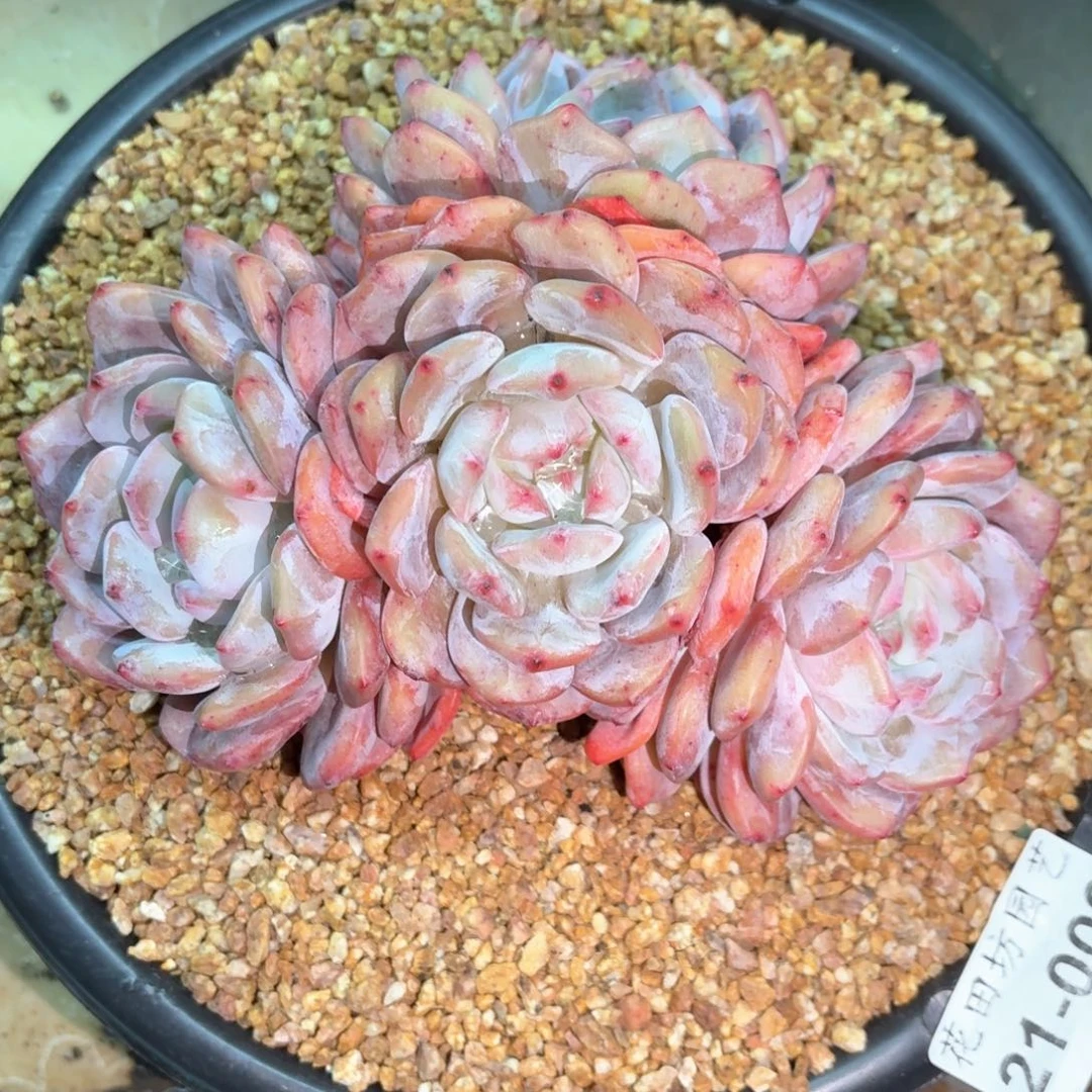 8*21.009星影多肉一个