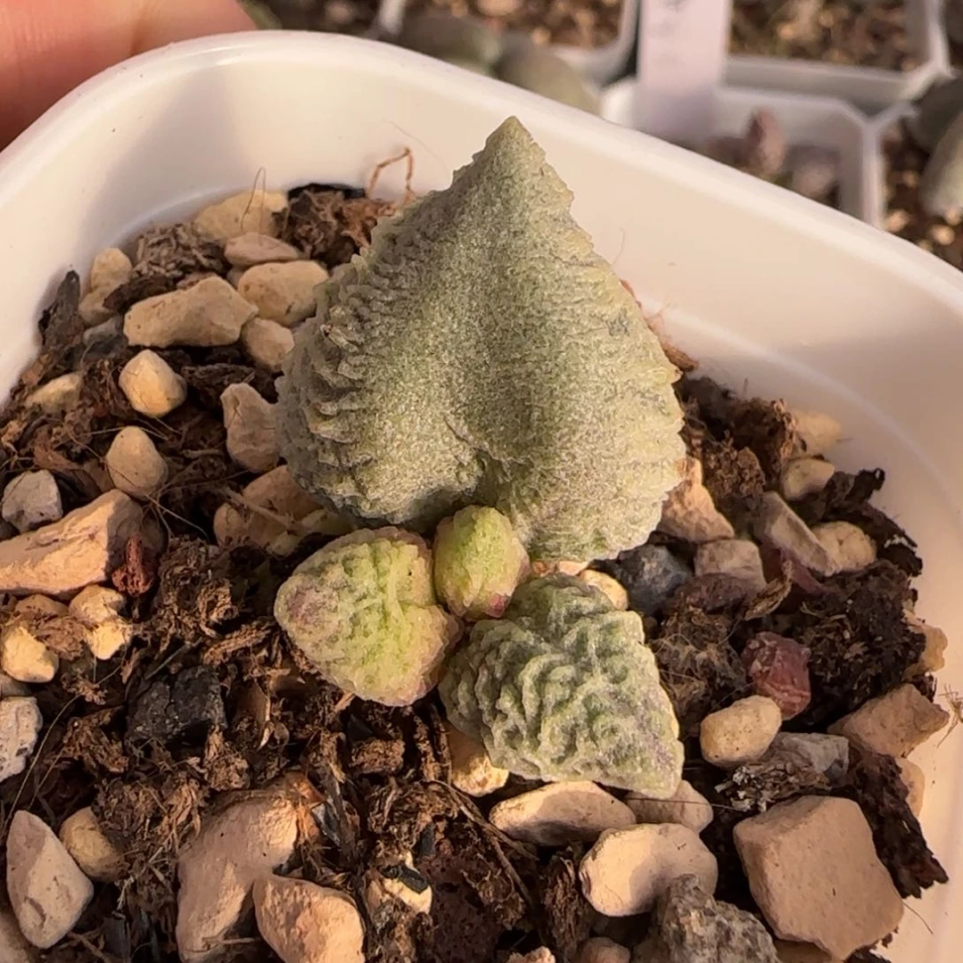 倒刺冰激凌水泡多肉