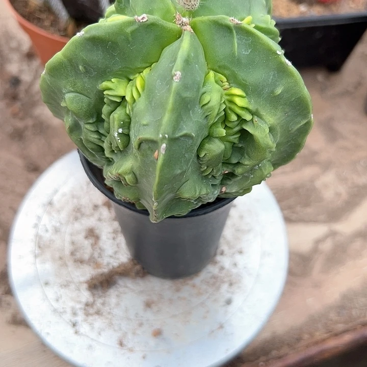 桃***源一个大核桃仙人球