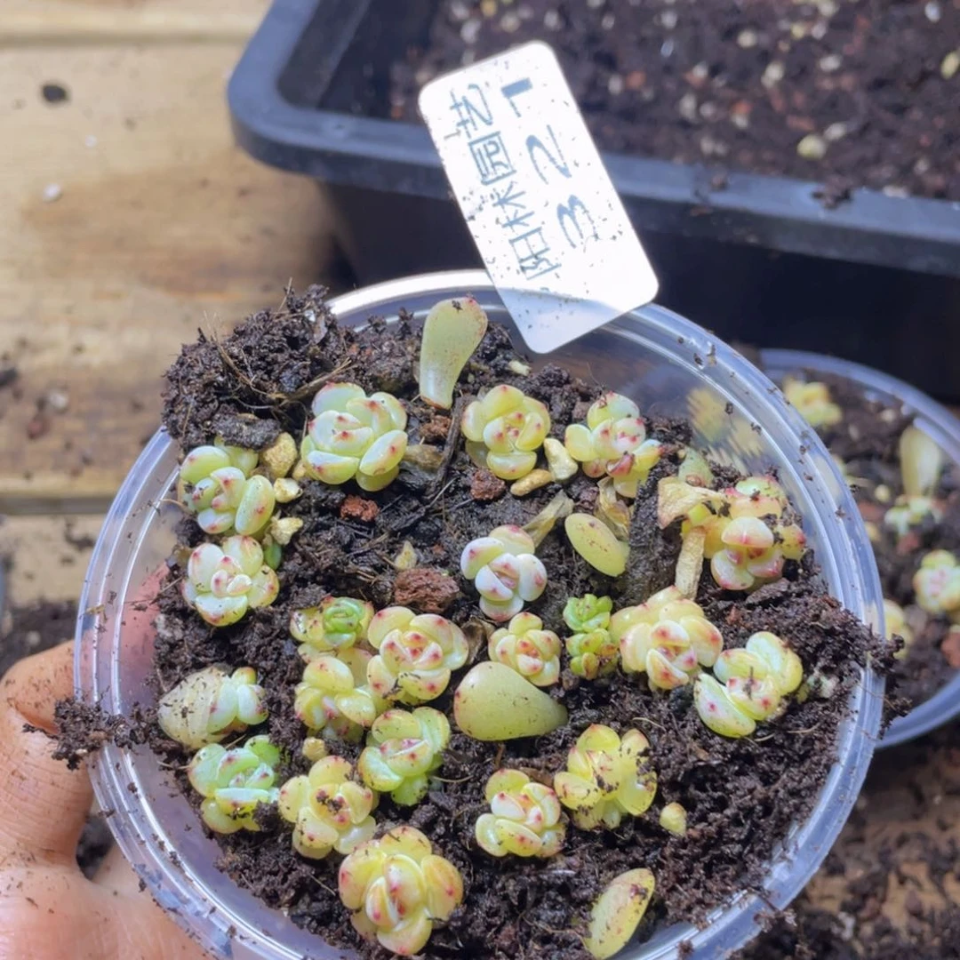 多肉植物多肉植物321