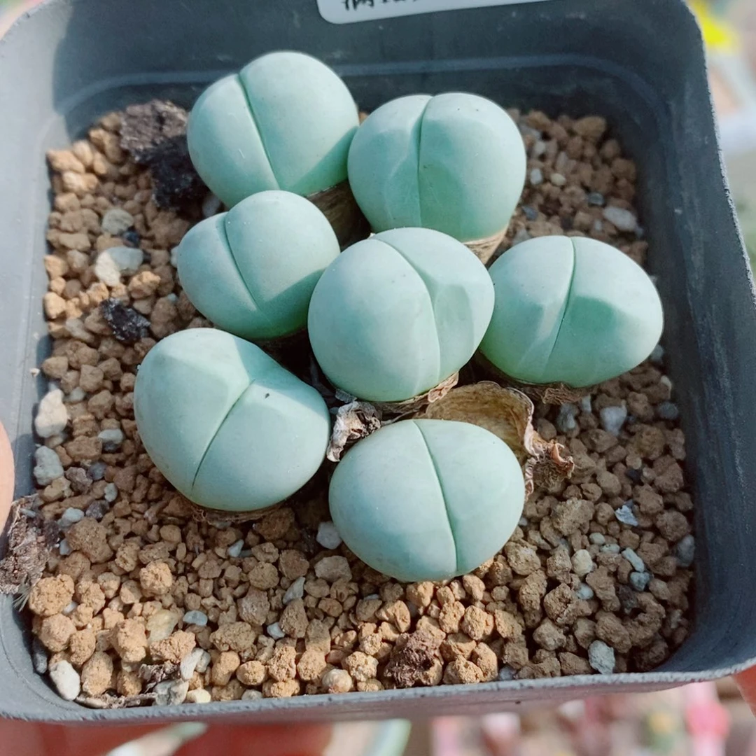 生石花花花花花花花443