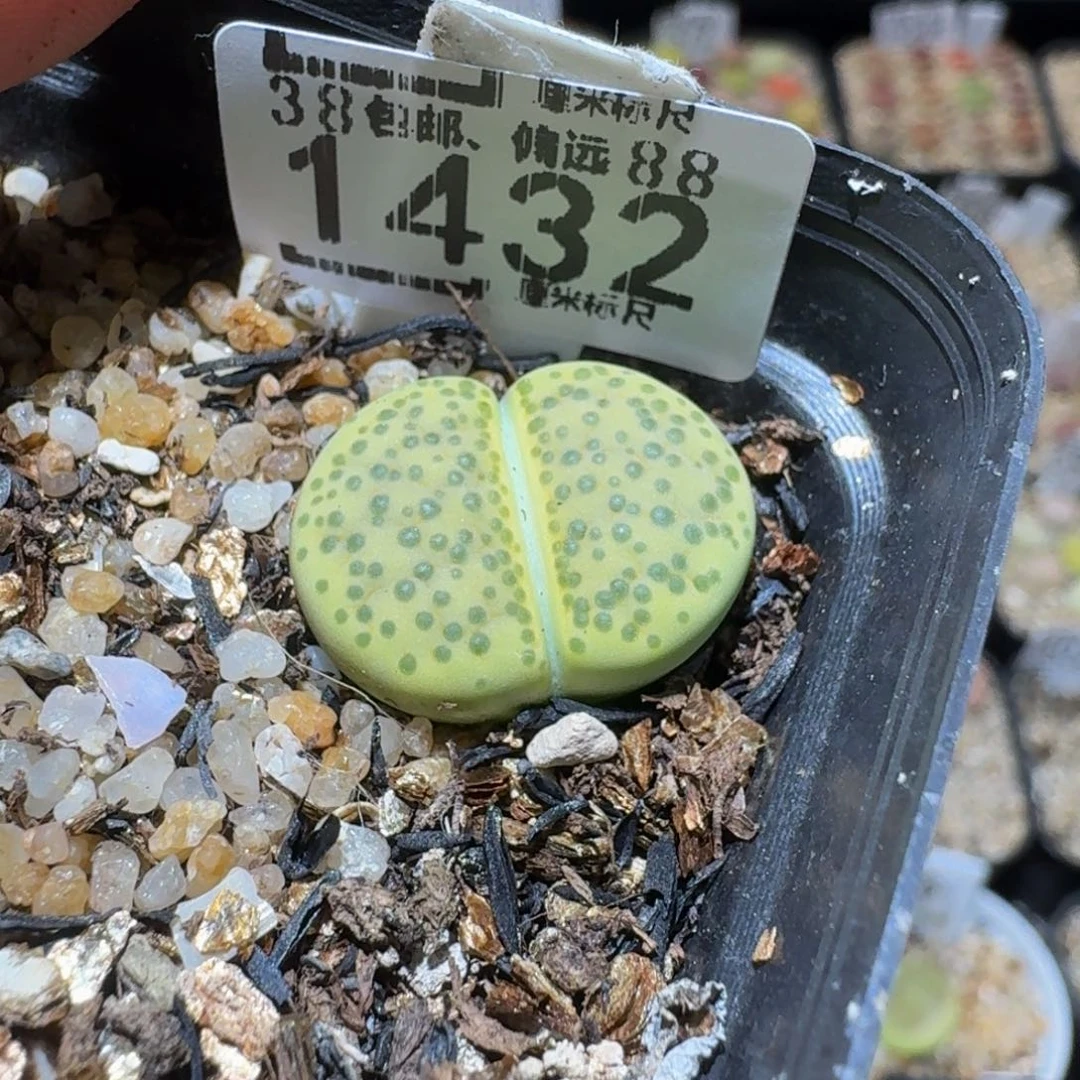 铮***Ssss精品生石花1432