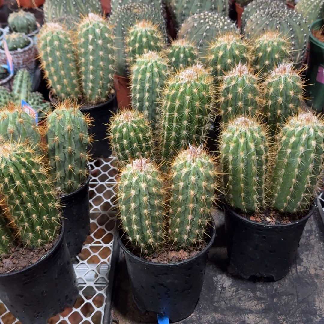 青衣柱 随机一棵。