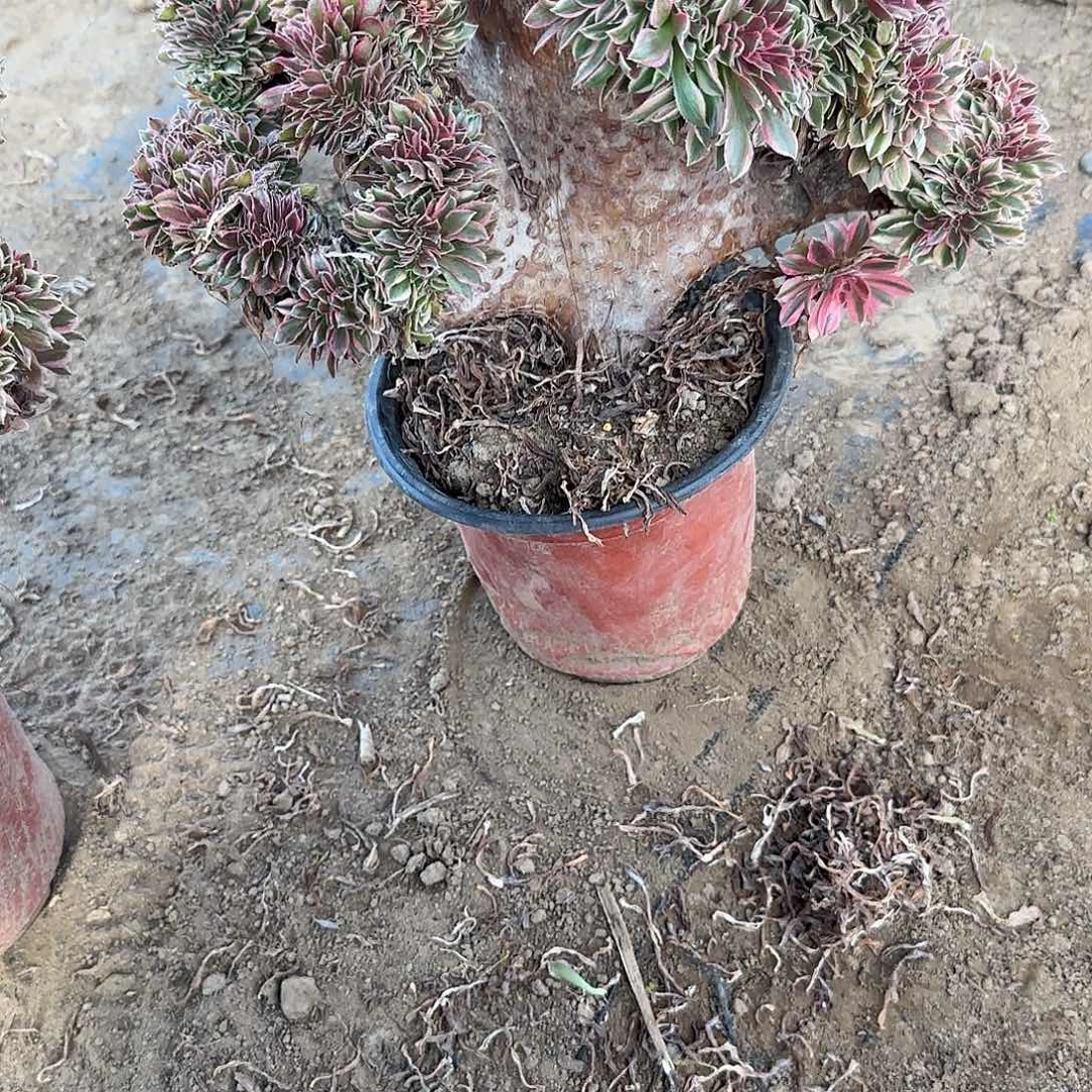 胜*缀话吞吐发货缀话