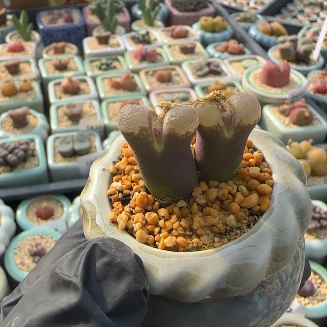 2490--一物一拍 带盆