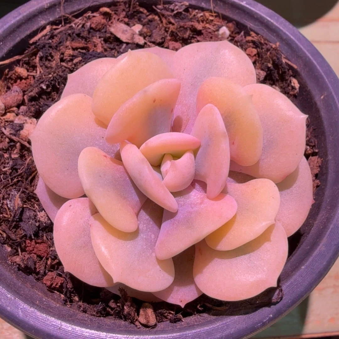 雪精灵锦，锦上园艺一物一拍