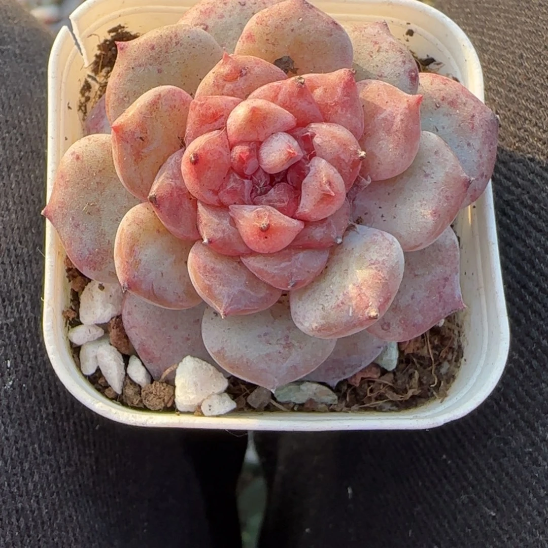 多肉小卡拉米糖心一物一拍