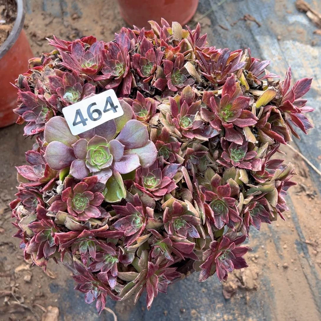 多肉植物红丝绒老桩朵朵464