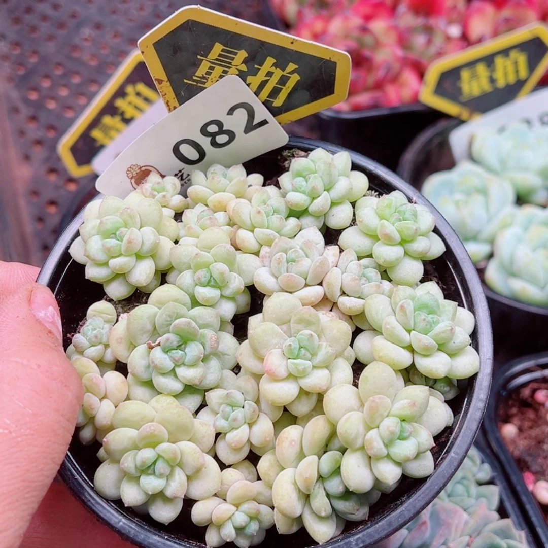 多肉植物多肉植物