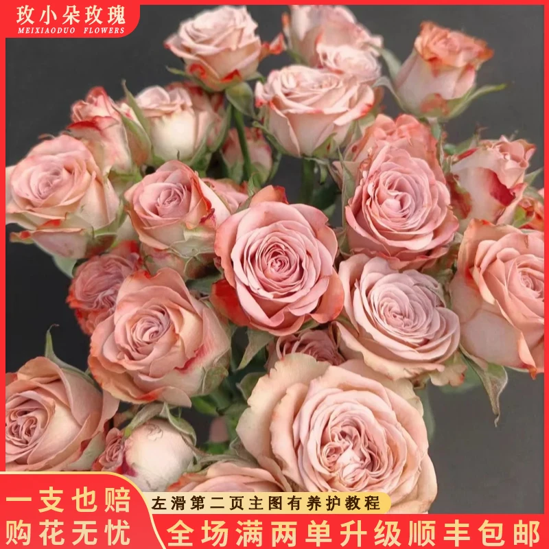 【北方玫小朵玫瑰&多头卡布奇诺】花期持久