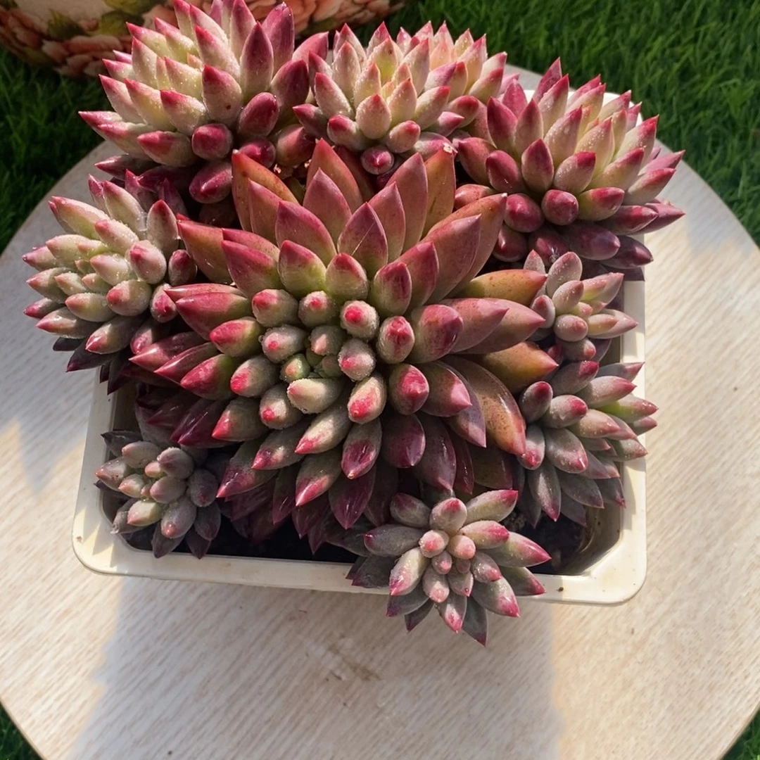 如烟手捧综合链接