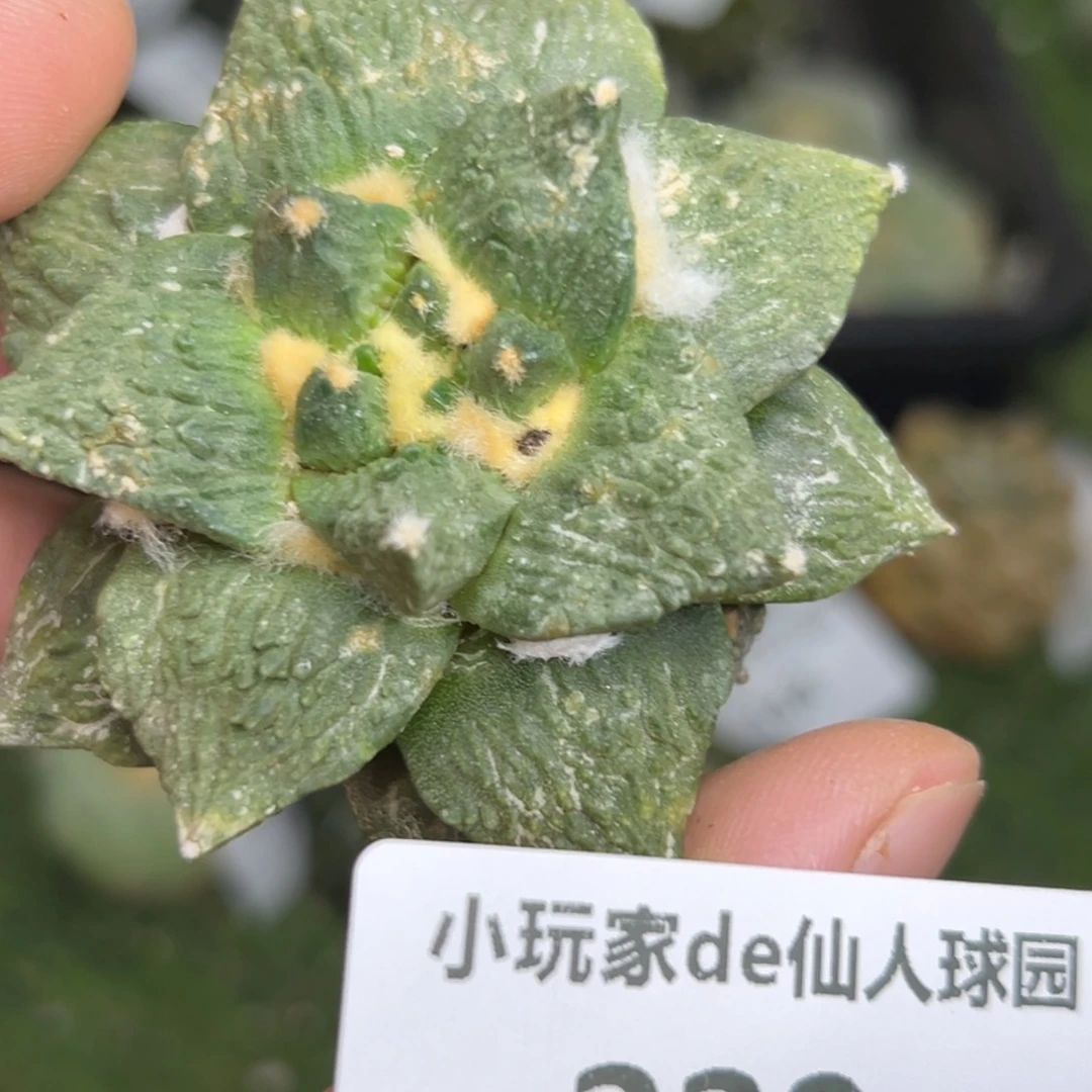 339 仙人球的海鲜