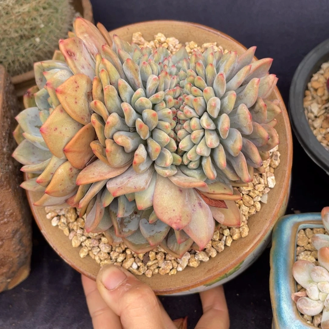 এ****爱丽儿缀化多肉植物一物一拍