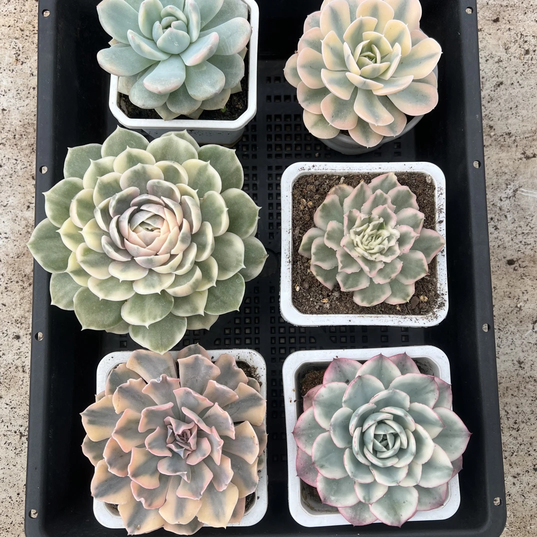 新手养肉套餐六颗多肉植物