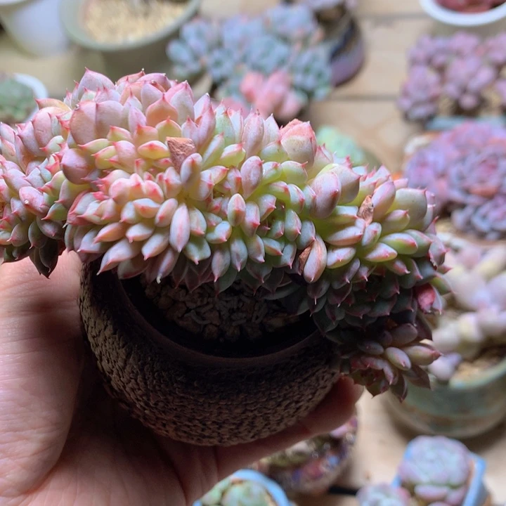 白胖子朵朵朵朵朵朵朵朵