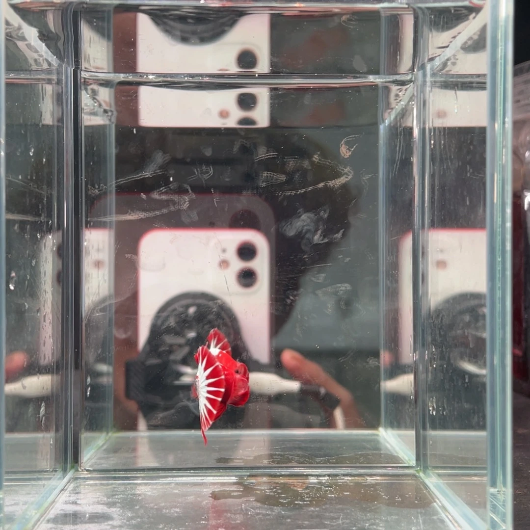 斗鱼印尼精品斗鱼85