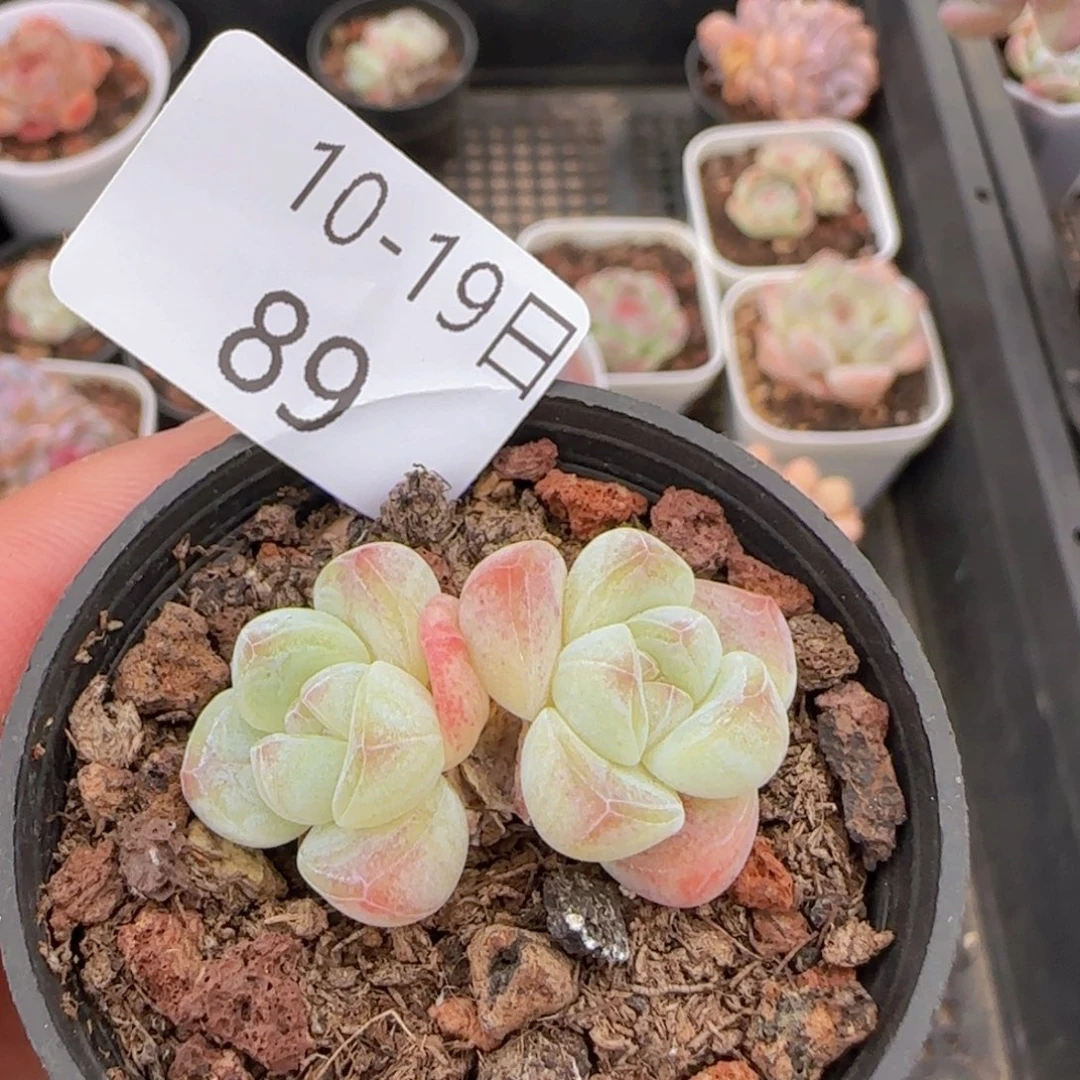 双头糖心冰玉一颗脱土