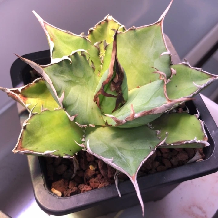 黑帝斯仁王冠龙舌兰