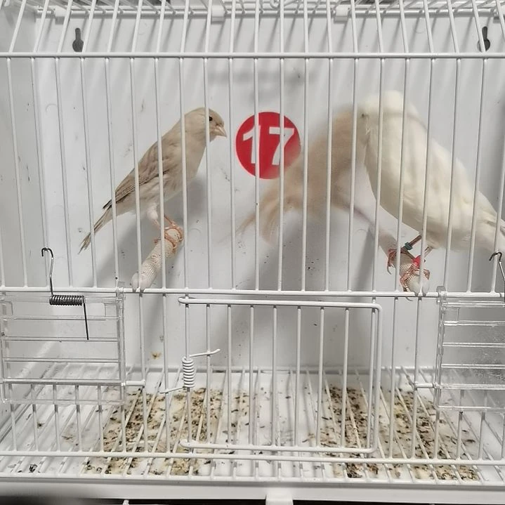 用***5虎皮鹦鹉白诺维奇公一只，玛瑙一对