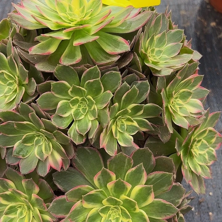 多肉植物福利068个