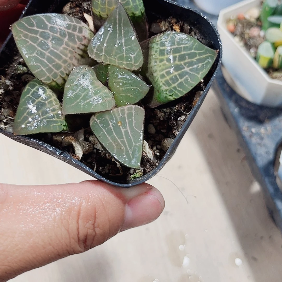 粉玻璃康平新手好养