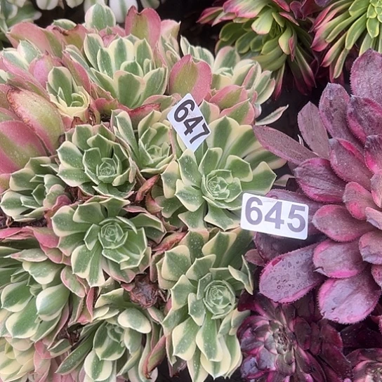 W****檬多肉植物两个