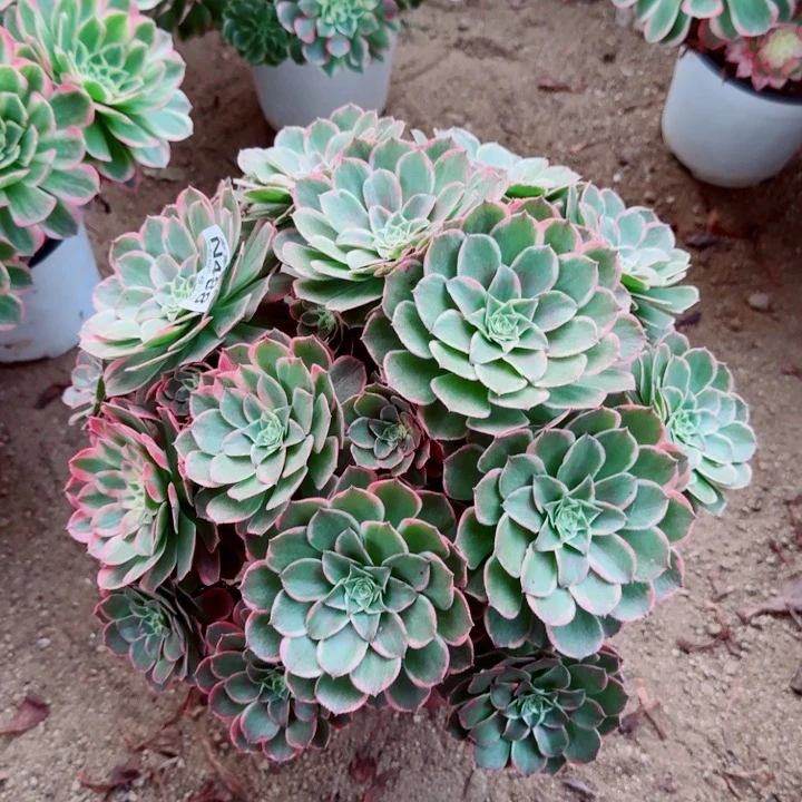 488粉花姚官服35左右2