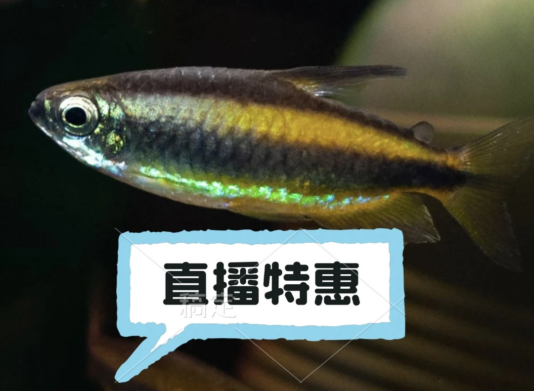 拾悦观赏鱼 直播特惠观赏鱼