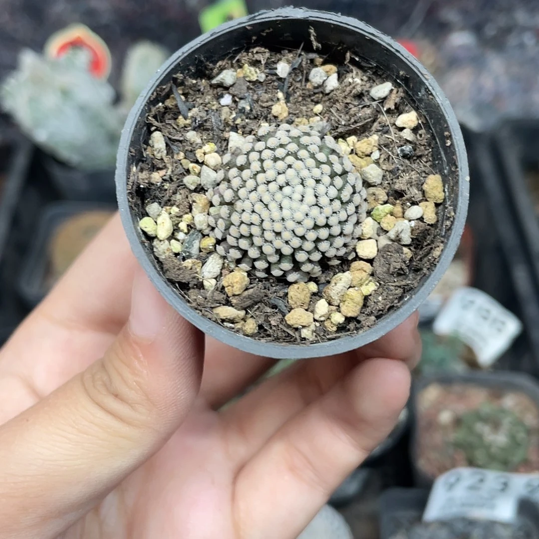 967松针牡丹（满18元包邮）