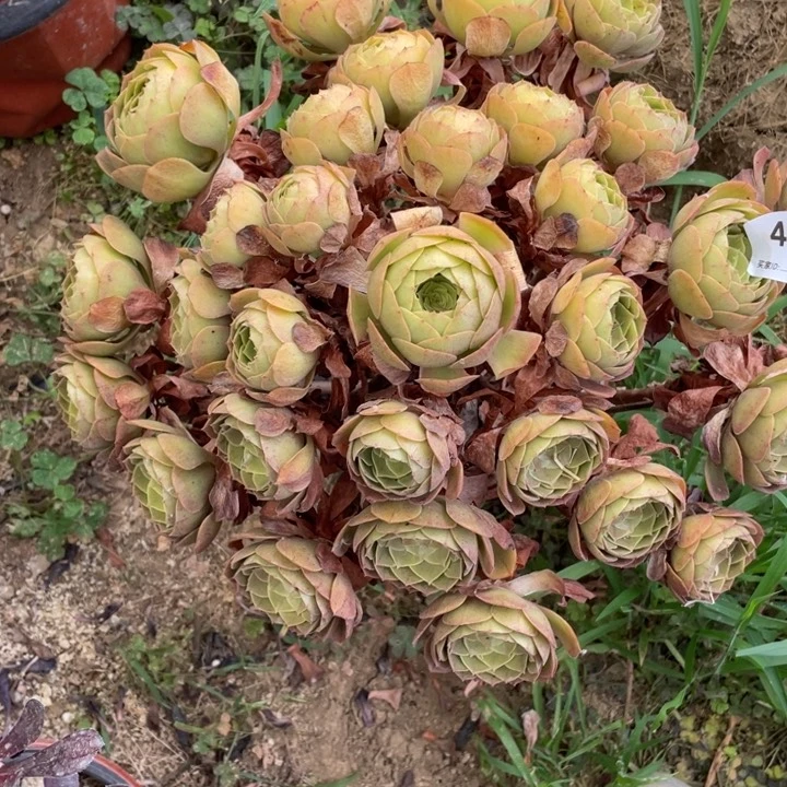 丫***单400多肉植物黄金沙拉碗