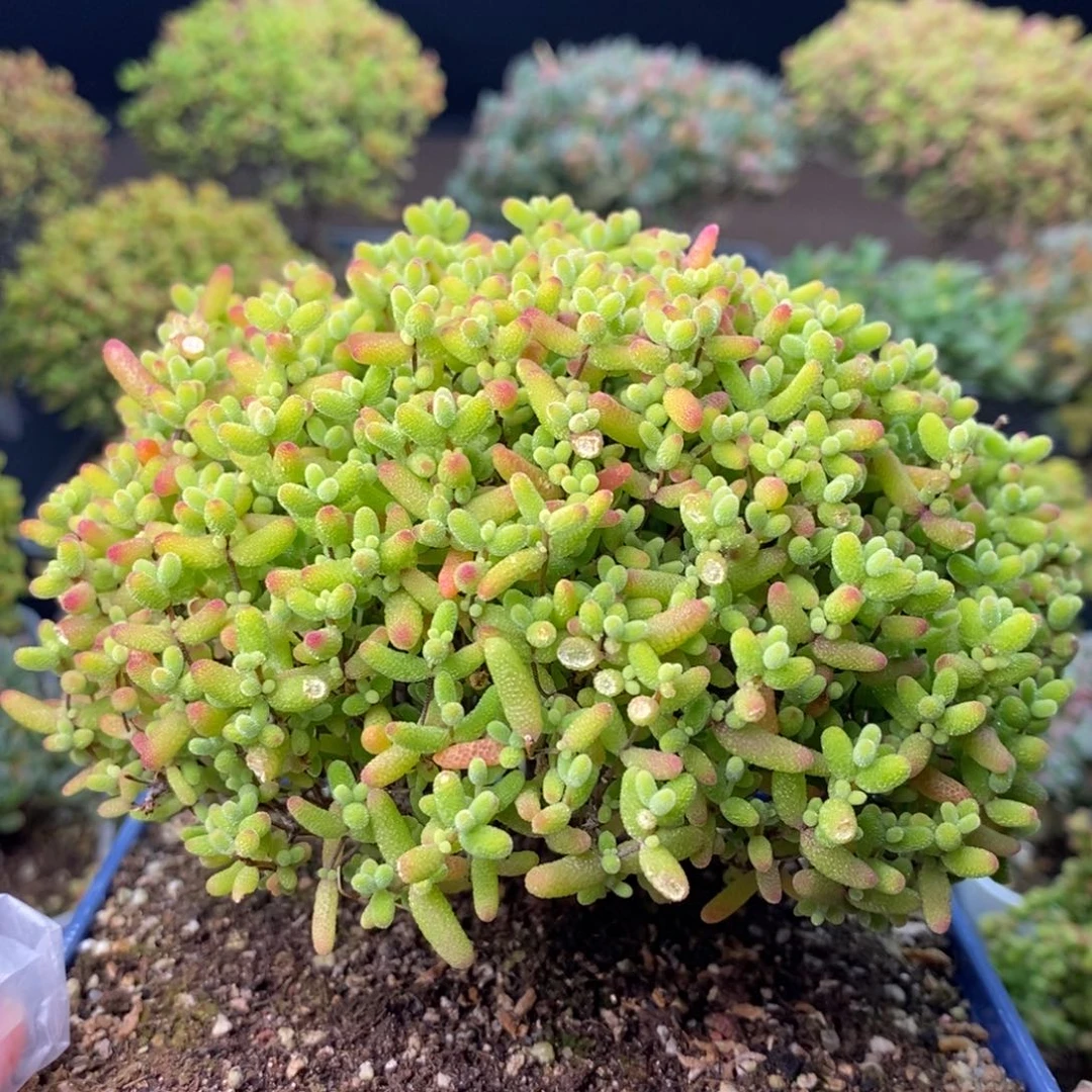 0848蜜橘糖球 。