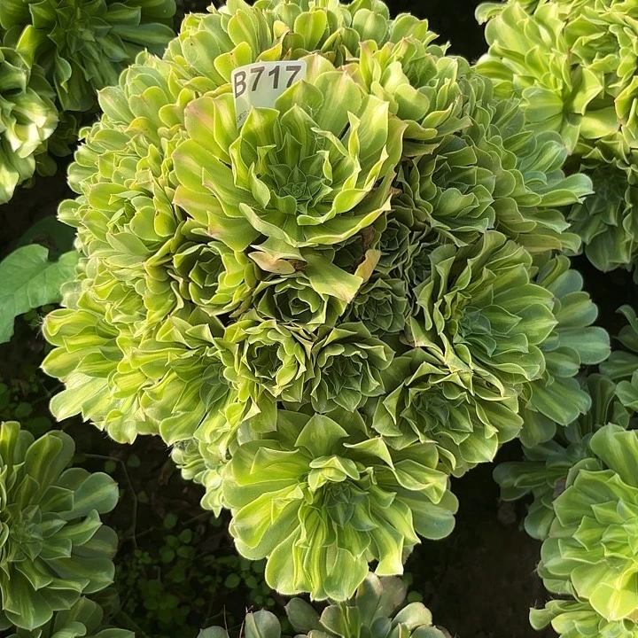 翡翠琉璃8-33-717偏远不包邮