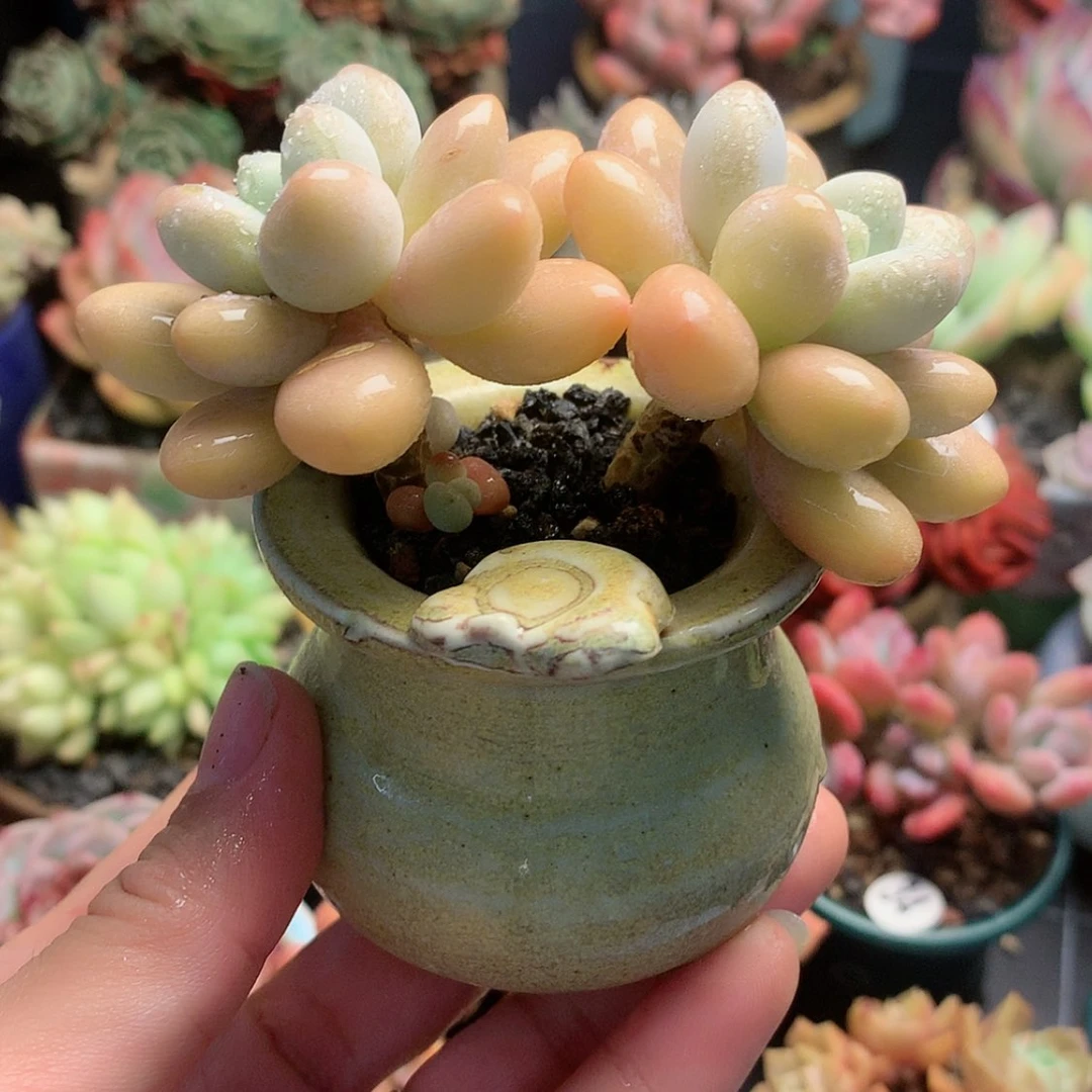 【闪购商品】名****艺名山带盆