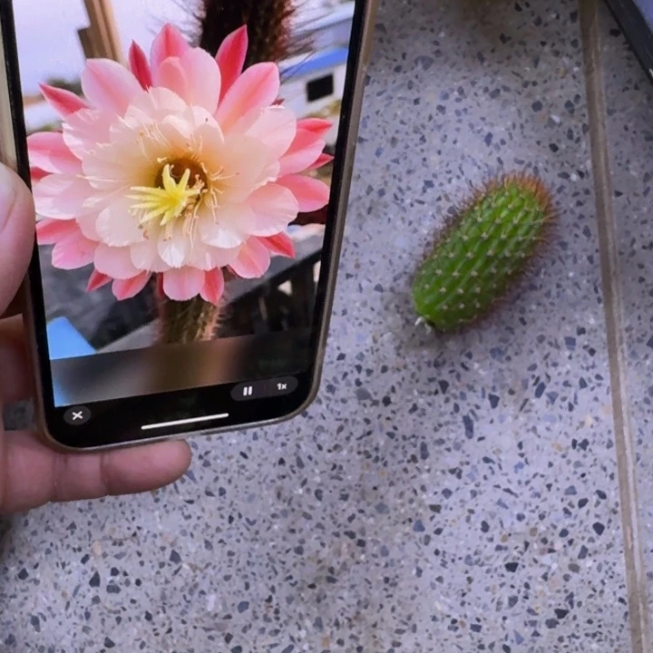 362金妞少女心歪无根侧牙6公分左右，20包邮