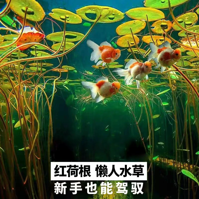 绿荷根红荷根碗莲水草活体鱼缸造景装饰虎斑睡莲绿荷根好养耐活