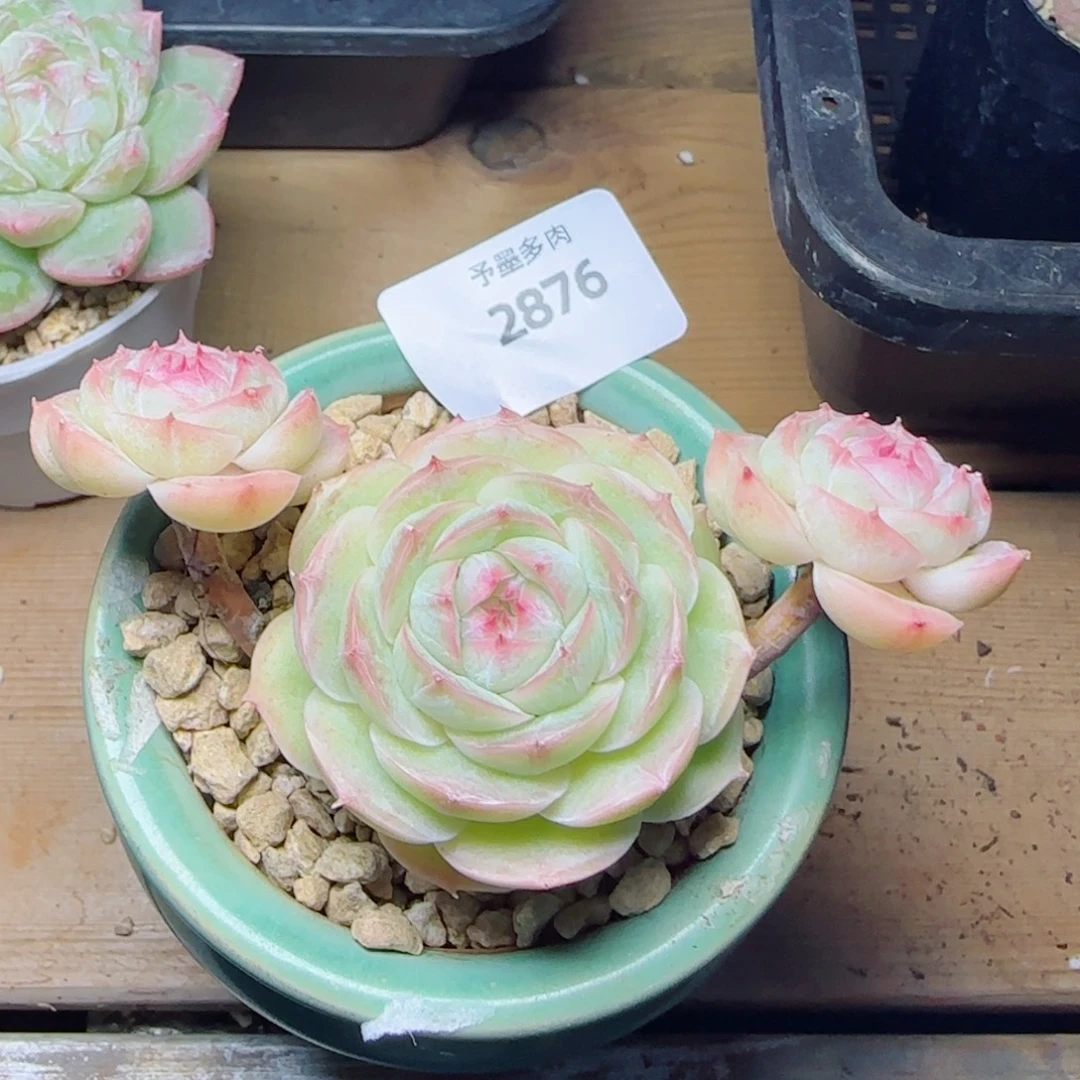 长杆白芷珍妮，2876多肉植物