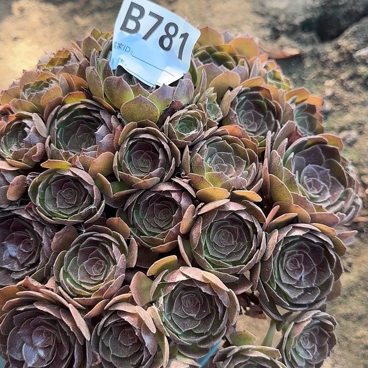 玉***儿781黑魔法师发货17-13