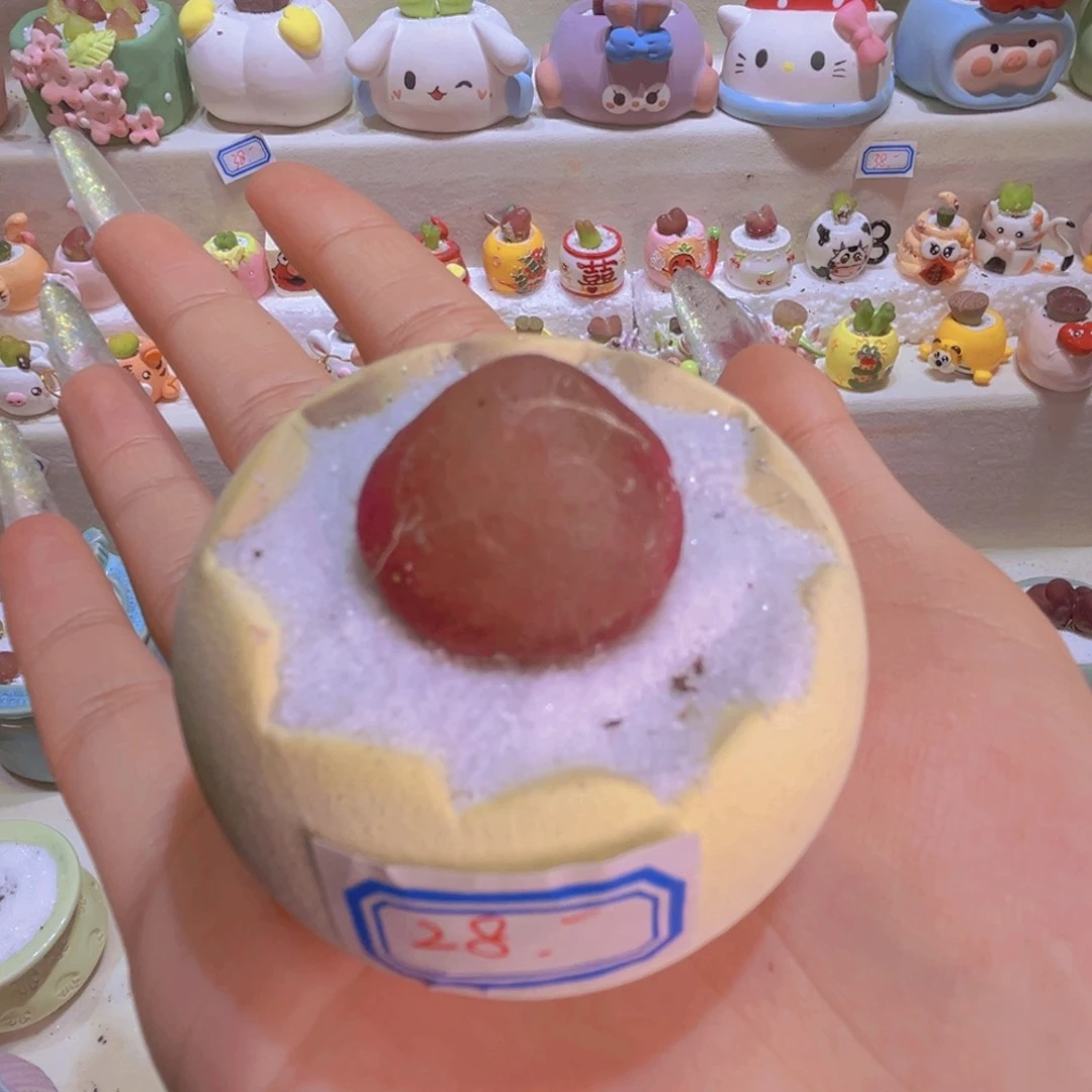 024灯泡2.4cm 特价带盆带肉