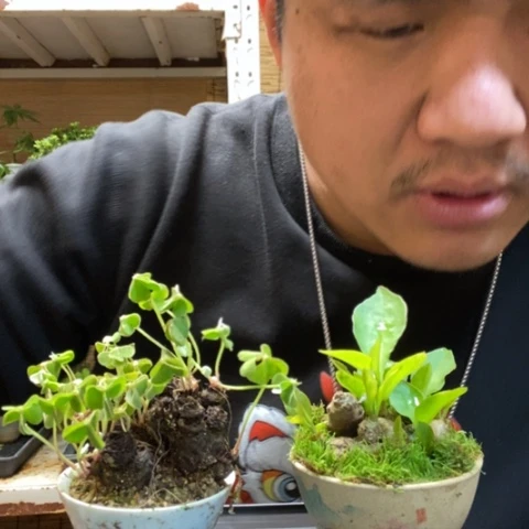 红陶0*一物一拍所见即所得240