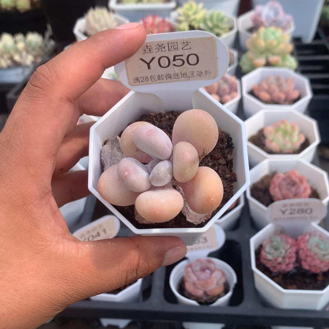 0050蛋黄奶酪4.0厘米