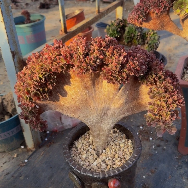 特他特特特特痛741