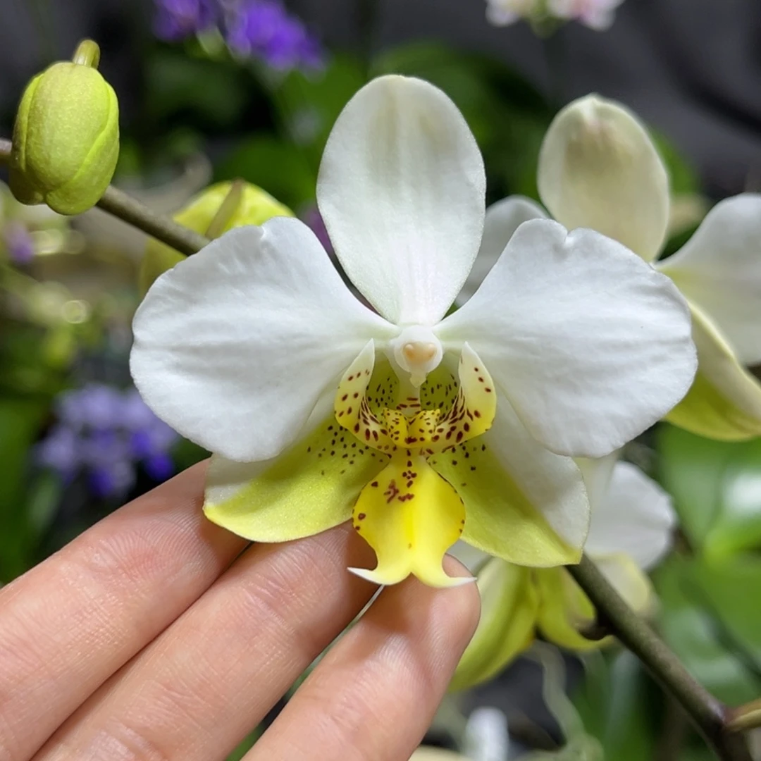 完全开放2.5寸1189开花株
